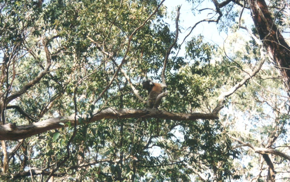 Australien 1998 - 08-koalabar