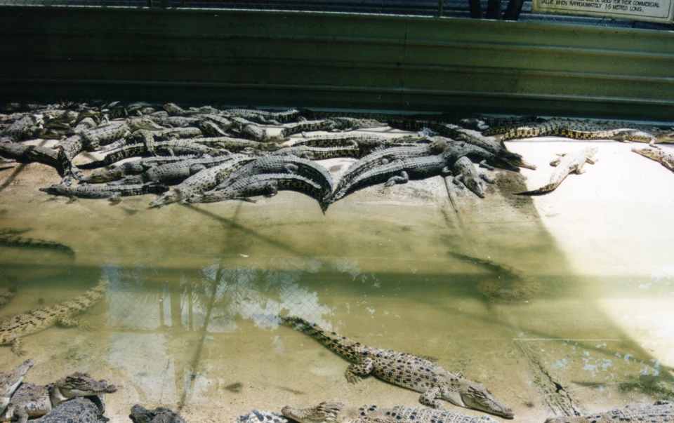Australien 1998 - 87-darwin-crokodile