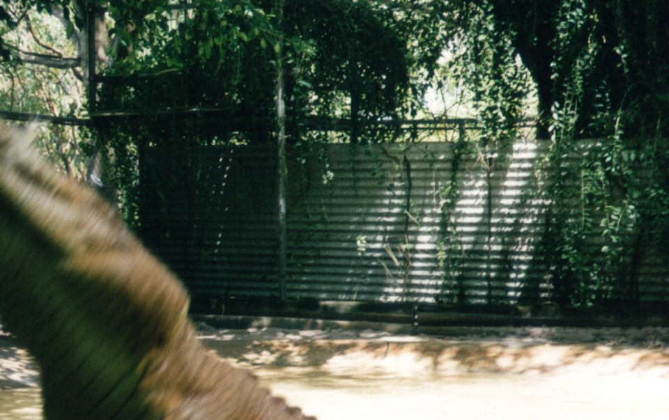 Australien 1998 - 82-darwin-crokodile