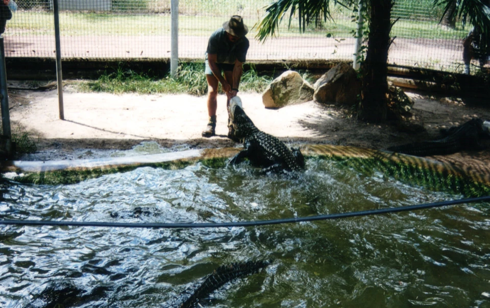 Australien 1998 - 92-darwin-crokodile