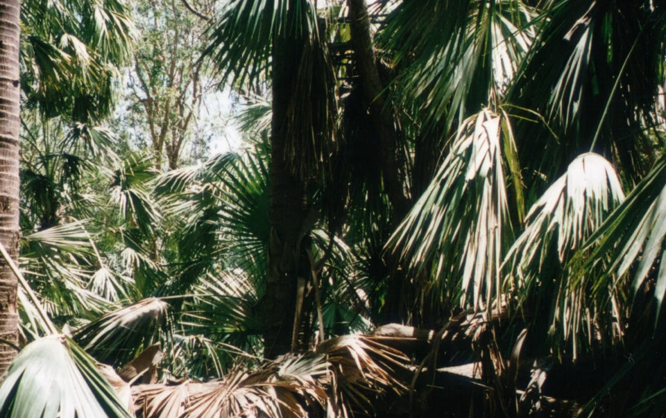 Australien 1998 - 72b-makaranta