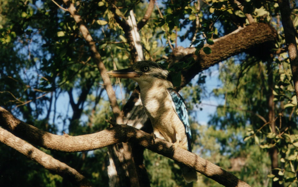 Australien 1998 - 81-lachender-hans