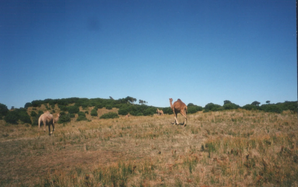Australien 1998 - 04-wilde-kamele