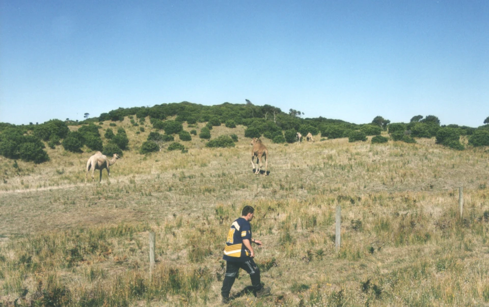 Australien 1998 - 04a-wilde-kamele