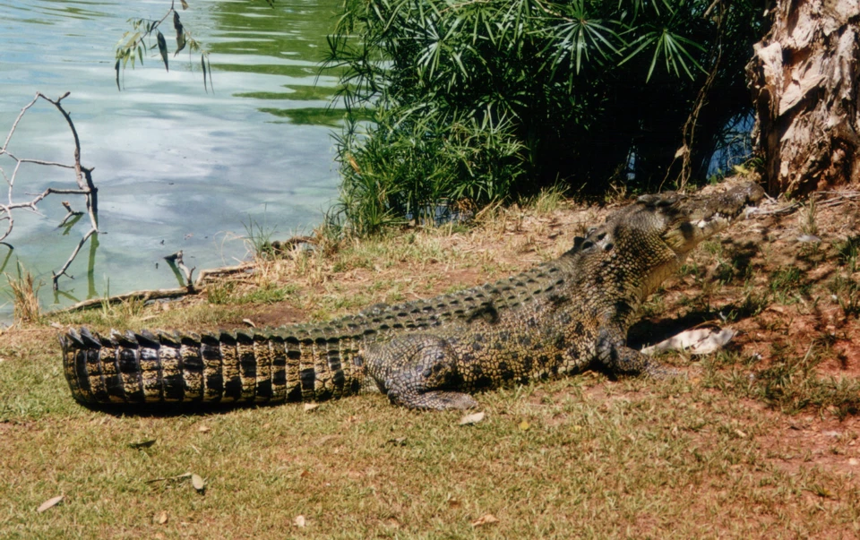 Australien 1998 - 84-darwin-crokodile