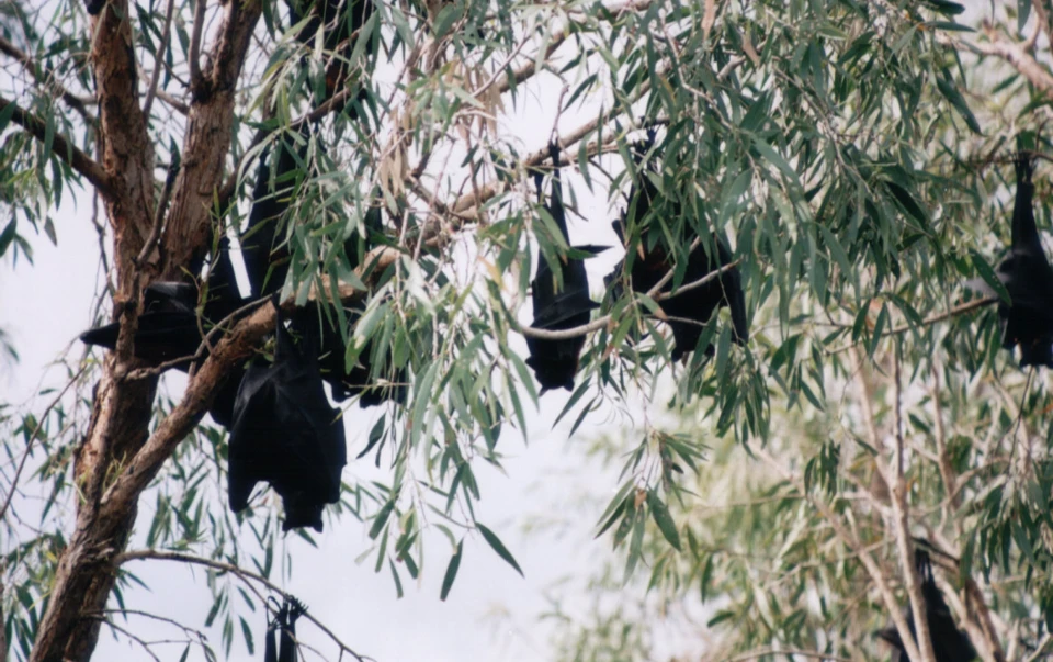 Australien 1998 - 72c-makaranta