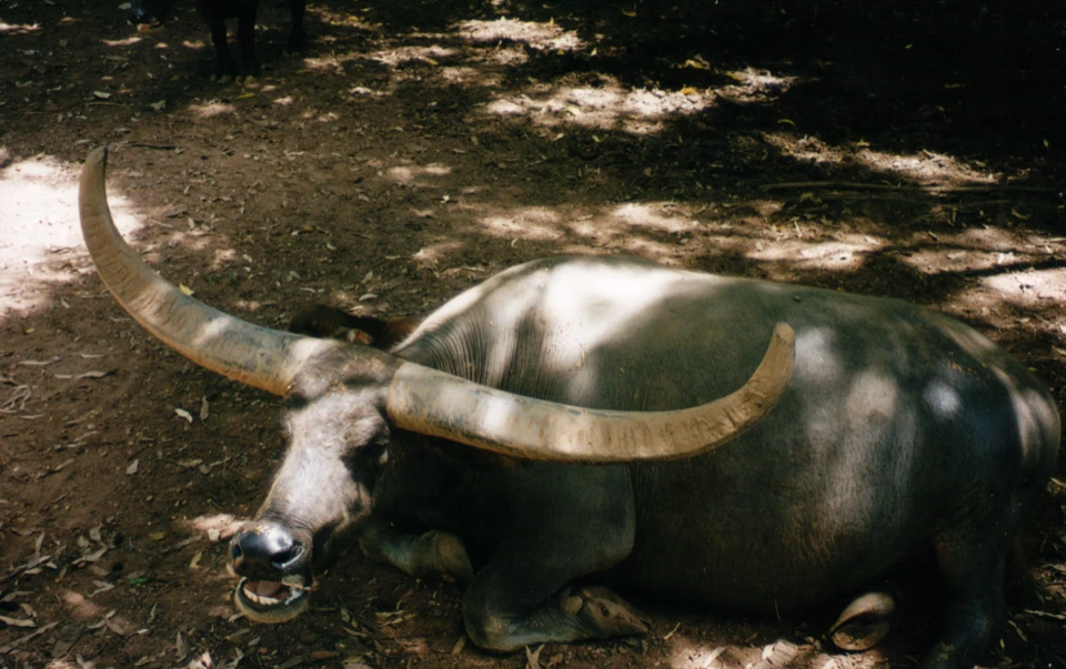 Australien 1998 - 83-darwin-buffel-charly