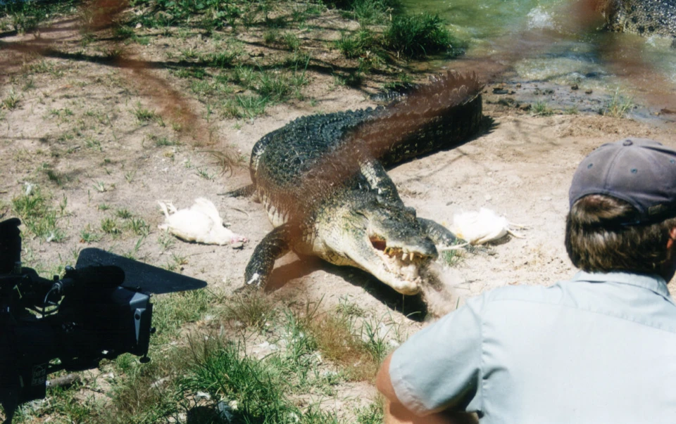 Australien 1998 - 91-darwin-crokodile