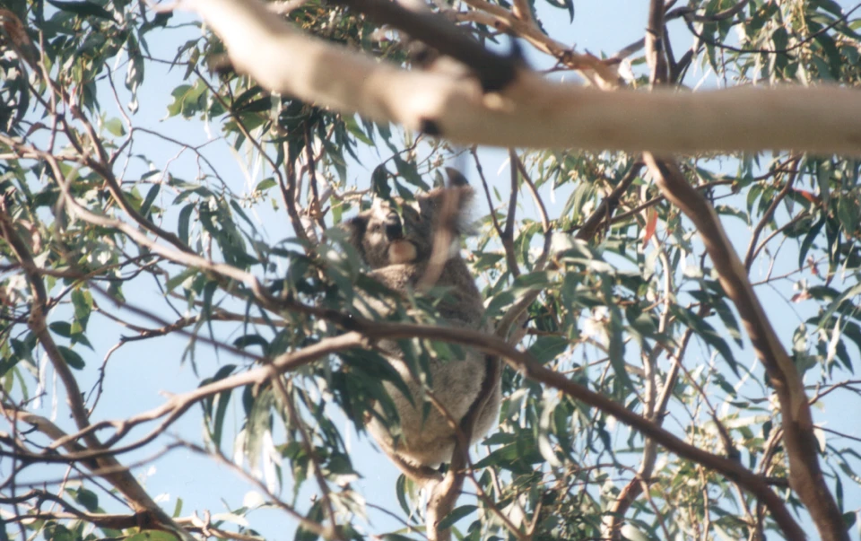 Australien 1998 - 07-koalabar