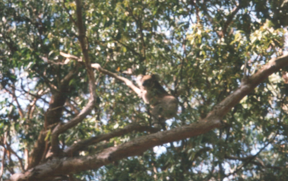 Australien 1998 - 12-koala