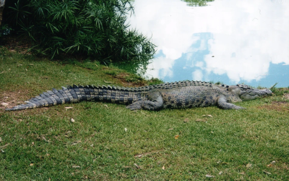 Australien 1998 - 85-darwin-crokodile