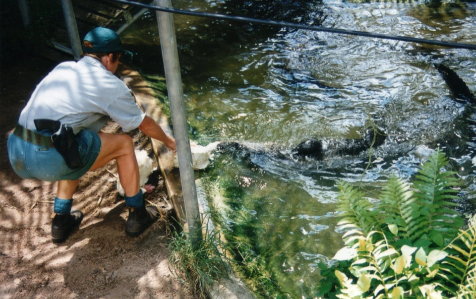 Australien 1998 - 93-darwin-crokodile