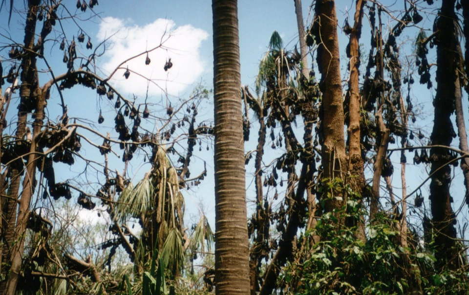 Australien 1998 - 72-makaranta-flughunde