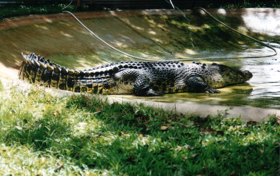 Australien 1998 - 90-darwin-crokodile